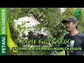 Lagu RAHASIA FORMULA PEMUPUKAN DURIAN | BAPAK AGUS WIDODO  || PETANI MILIARDER