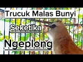 Download Lagu trucukan gacor ini paling ampuh mendongkrak emosi dan untuk pancingan trucukan agar bunyi nyaut