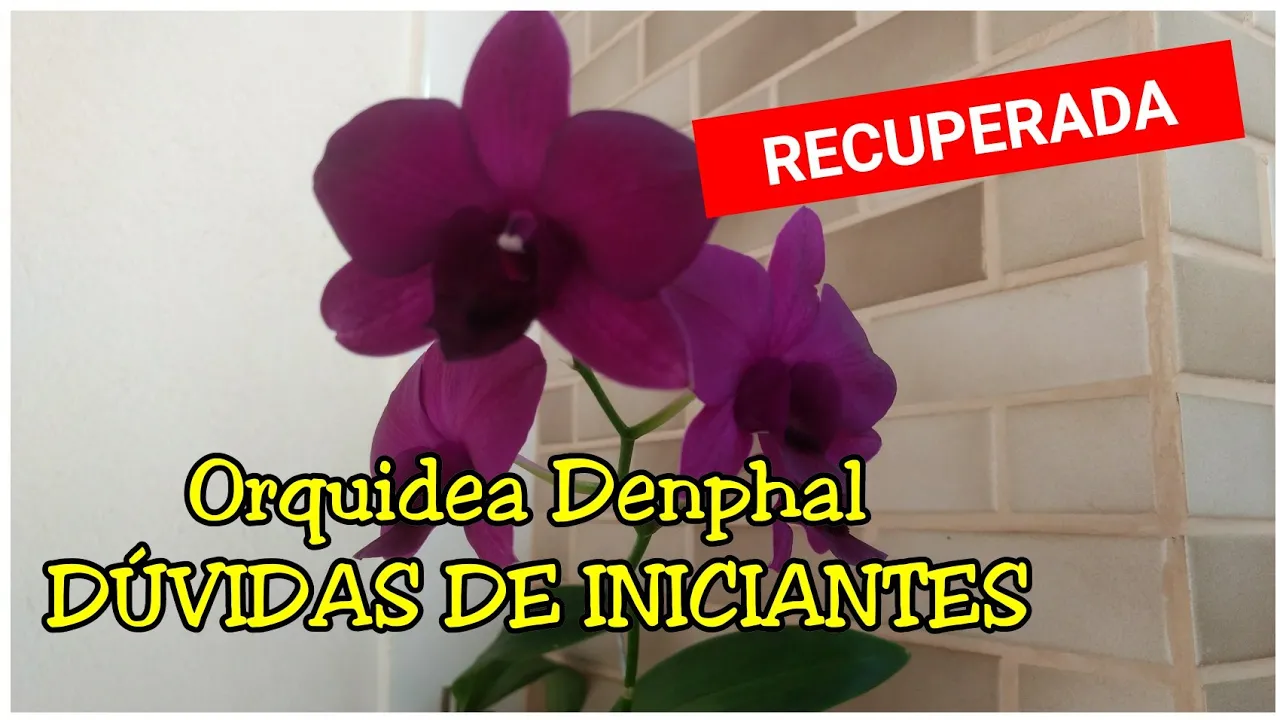 COMO SALVEI ORQUÍDEA DENPHAL (INICIANTES)