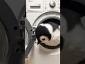 Download Lagu What is Little Penguin doing in the washing machine.#AI #new #funny #fun #cute #interesting