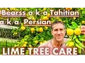 Bearss a Tahitian a Persian Lime Mexican Lime Trees Citrus Care