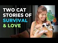 Download Lagu De genezende kracht van katten: lessen van 2 geredde kittens