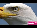 Download Lagu How Powerful Is Eagle Hutaamini Maajabu Na Uwezo Wa Ndege Tai Ona Mwenyewe Ushangae