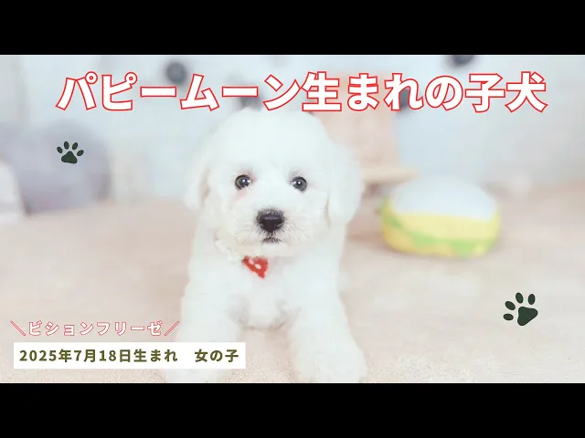 動画