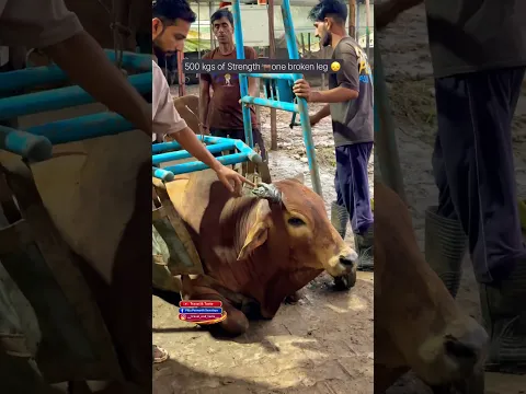 But we refused to Give up🐂 जय भोलेनाथ ❤️‍🩹 #shorts #animallovers #help #street #animals #bholenath