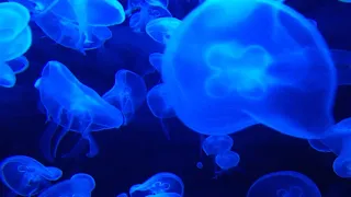 Download Beautiful relaxing music, Peaceful Instrumental Music with Jellyfish MP3