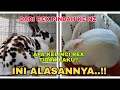 Download Lagu Alasan berpindah peliharaan dari kelinci REX ke kelinci NZ