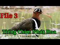 Download Lagu Tiếng Chim Nhát Hoa Chuẩn Cho Anh Em Đánh Đêm - File 3 - The Greater Painted Sniper | Kênh Bẫy Chim