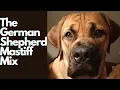 The Majestic German Shepherd Mastiff Mix