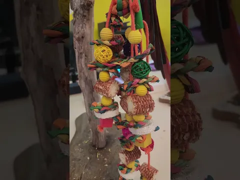 Des jouets de perruches ondulées pour un ARA !