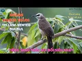 ✅Tiếng chim Hoành hoạch trắng mồi chuẩn | Hoành hoạch mốc| Trao trảo ✅Yellow-vented Bulbul |Trucukan