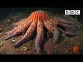 Download Zombie Starfish | Nature's Weirdest Events - BBC mp4 3gp mp3 videos - waplic