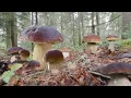MUSHROOM FORAGING KING BOLETE GIANT FUNGHI PORCINI Cepe Cep Steinpilz Boletus edulis ASMR