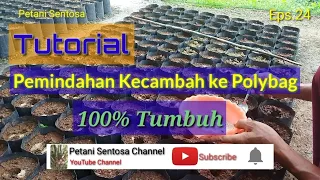 tutorial menanam kecambah sawit ke polybag ll dijamin 100 sukses