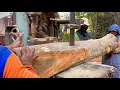 Download Lagu LUAR BIASA ‼️Menggergaji Kayu Jati Kebun-Gergaji Mesin Bandsaw Rakitan