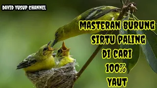 Download Masteran burung Cipoh/Sirtu gacor paling di cari MP3