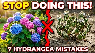 STOP Planting Hydrangeas Wrong 7 Costly Mistakes You Must Avoid for Beautiful Blooms