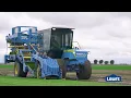 Harmony Sod Available at Lowes com
