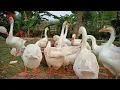 Memberi Makan Angsa Putih, Ayam Kampung dan Hewan Ternak