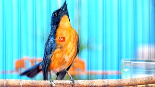 Download Semua Jenis Tledekan Pasti Emosi Mendengar Burung Sulingan Gunung INI Gacor Nyuling Bongkar Isian MP3