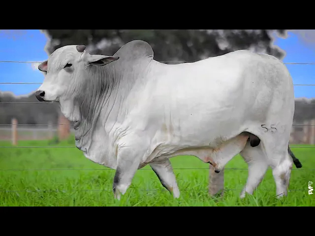 Touro Nelore ACNN - 559