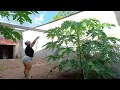 Download Lagu Cute girl watering fruit