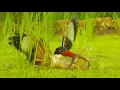 Download Lagu Een vogel die duikt om een ​​kikker te vangen