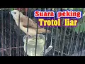 Download Lagu emprit peking trotol suara asli alam liar.