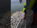 Download Lagu Penangkapan ikan dengan pukat harimau #shorts