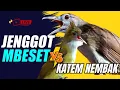 Download Lagu KAPAS TEMBAK VS CUCAK JENGGOT GACOR || SALING ADU KEKUATAN PUKULAN || AUDIO  SUPER JERNIH