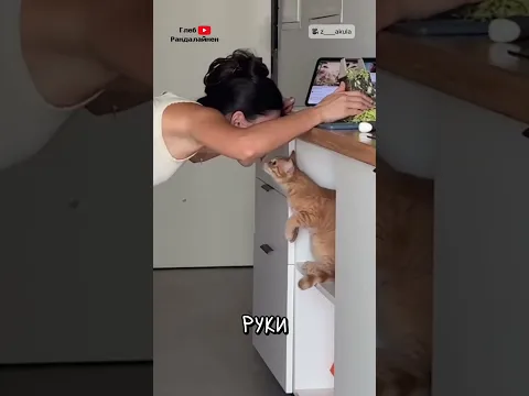 Как Отучить Кота Мешаться 😼