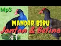 Download Lagu Suara pikat burung Mandar batu besar ( Mandar biru ) Jantan dan Betina Cocok untuk jaring gantung