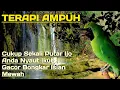 Download Lagu TERAPI CUCAK IJO STRESS MALAS BUNYI, TERAPI AMPUH UNTUK PAGI SIANG MALAM, SEKALI PUTAR AUTO NYAUT.
