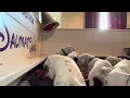 Download Lagu Dalmatian puppies have their first meal | crazy reaction to food!