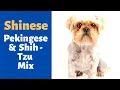 What s the Pekingese Shih-Tzu Mix Mix-breed s Personality like
