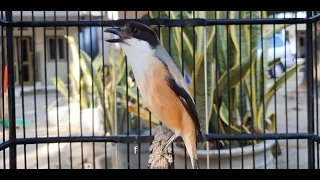 masteran cendet paling gampang cukup dengarkan 5 menit saja jadikan cendet anda gacor 