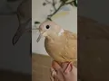 Gender tested Female Orange Ringneck Dove for sale She is very friendly