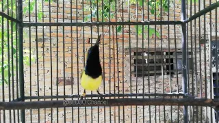 suara sogok ontong nyecret