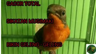 Download SUARA BURUNG SIKATAN MUGIMAKI MP3