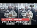 Download Lagu Viral: Cat Jumps On Imam During Ramadan Prayers