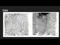 Fingerprint Features Three Type Lines and Deltas