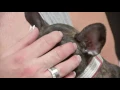 Puppies Stolen From Pet Store in Houston