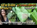 NEW RARE PLANTS AT HOME DEPOT RARE Philodendron Snake Plants Syngonium Cactus Pothos More