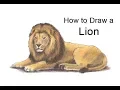 How to Draw a Lion Colored Pencil Tutorial