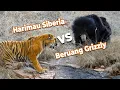 Download Lagu Harimau Siberia Lawan Beruang Grizzly, Siapa Menang Atau Kalah?