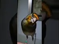 Download Lagu Kenari Cengkok Mewah🖤#short #shorts #shortvideo #fyp #fypシ゚viral #status #kenari #birds #birdslover