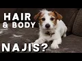 Download Lagu Is the Dog's Body \u0026 Hair Najis? My parents have a dog \u0026 spread impurity everywhere , how to live?