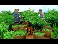 Download Lagu Harvest Green Bird’s Eye Chilies Grown By Brother Goes To Market Sell, Make Pickled Bamboo Shoots.