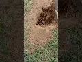 Download Lagu Dig up the nest of invading fire ants with a titanium shovel.They are venomous ants and super scary!