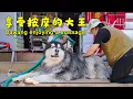 Download Lagu Dogs love massages too, so let's give Dawang a full-body massage!【阿盆姐家的大王】